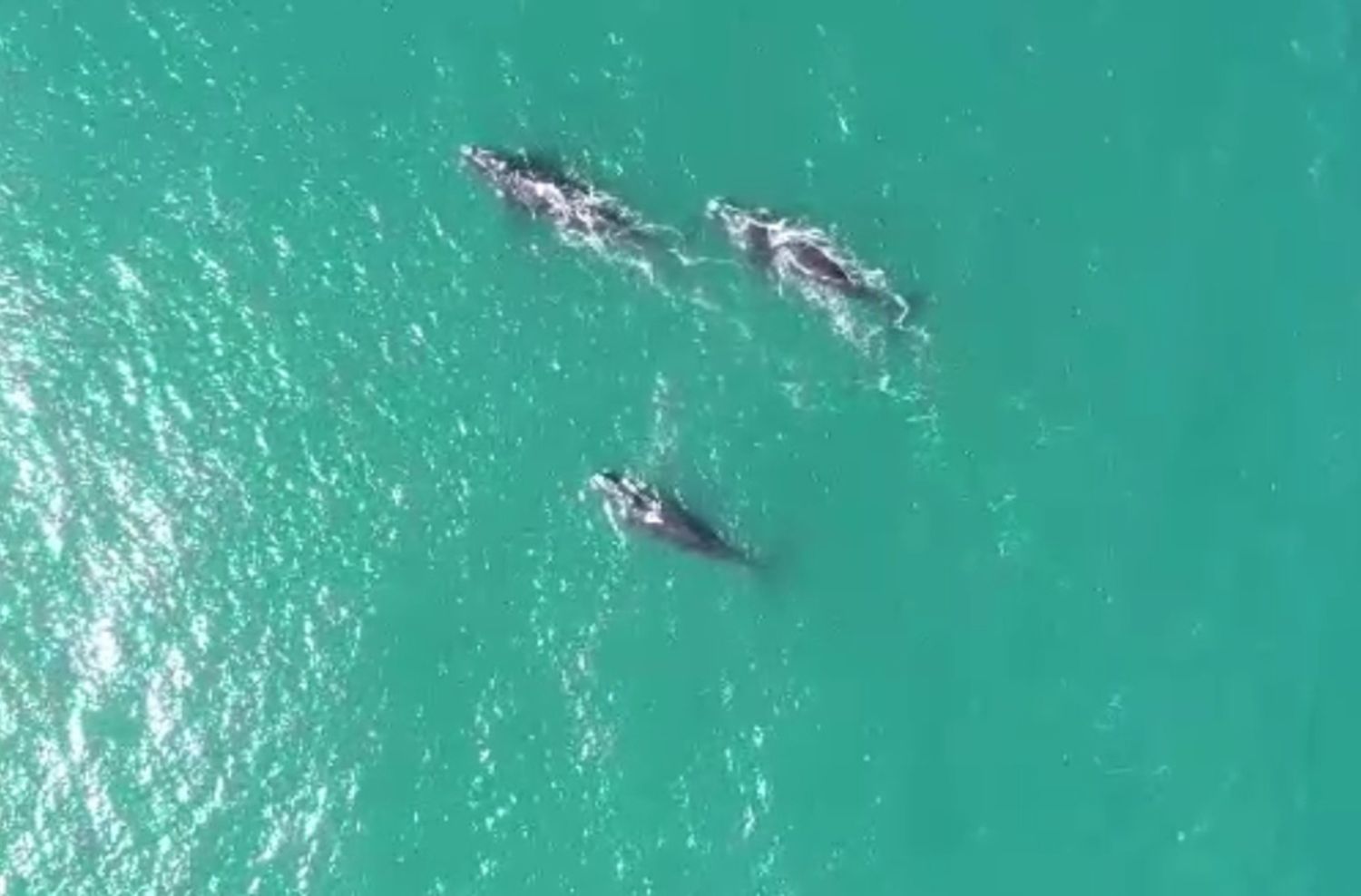 Medidas para navegar ante la presencia de ballenas en la zona