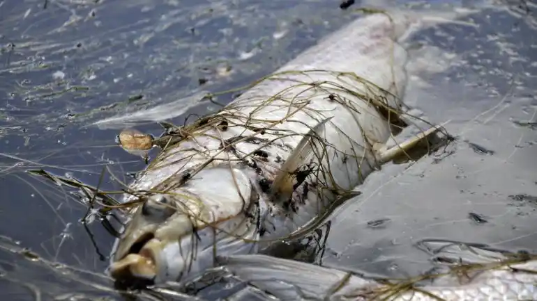 Gualeguaychú: aparecen peces muertos en el río Uruguay
