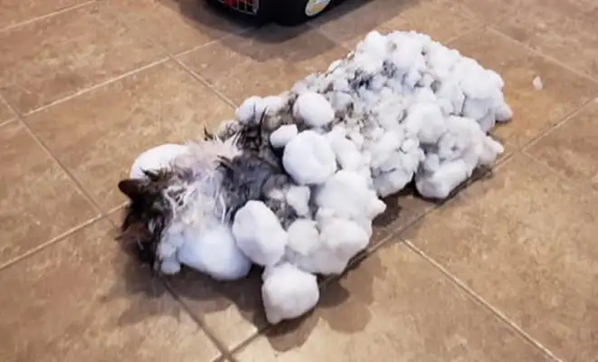 Reanimó a un gato congelado que fue encontrado bajo la nieve