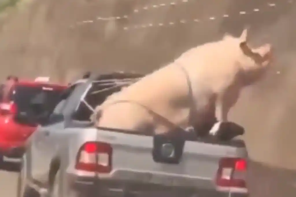 El animal parece luchar en un intento por liberarse de sus ataduras.