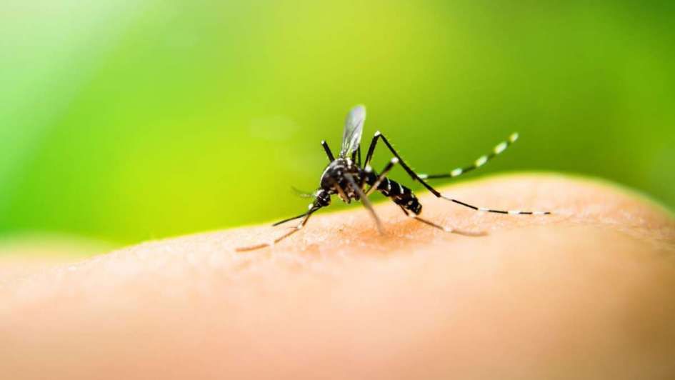 Dengue en Buenos Aires: Qué municipios reúnen los 26 casos confirmados 