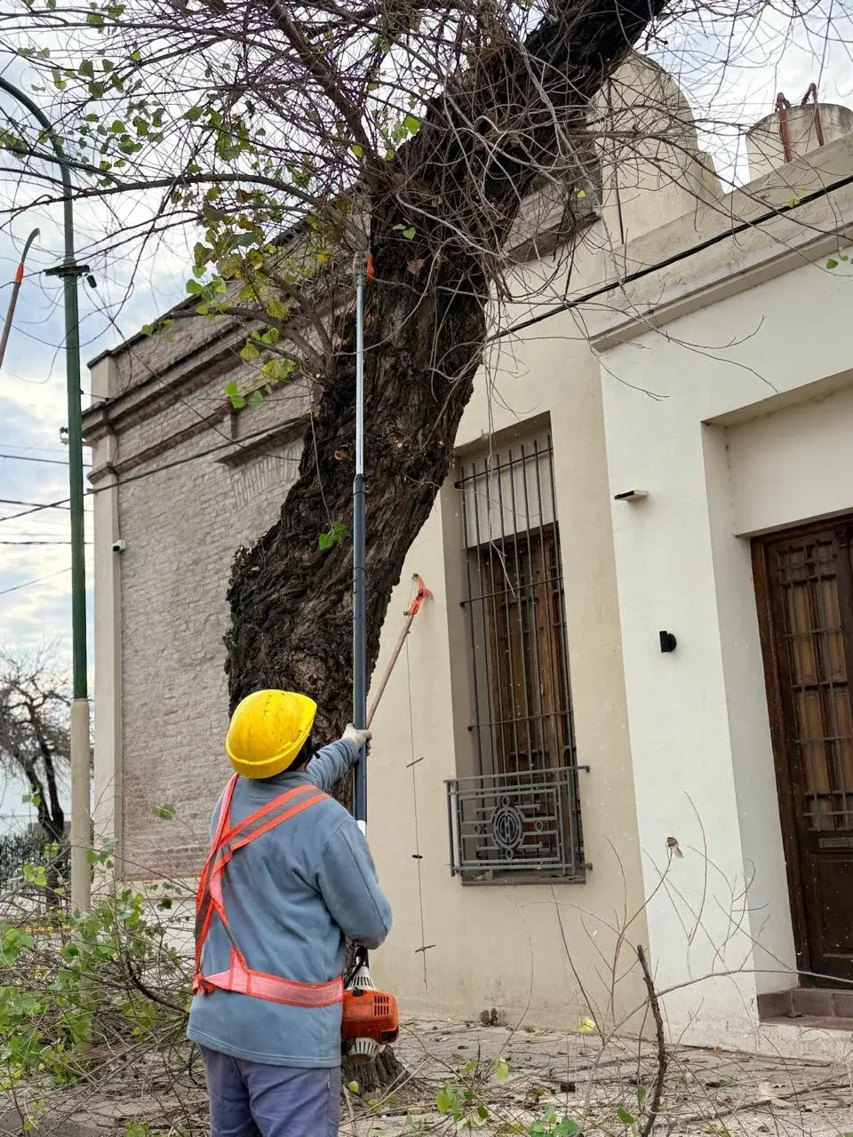 El plan de poda urbana continúa en barrio Los Nogales