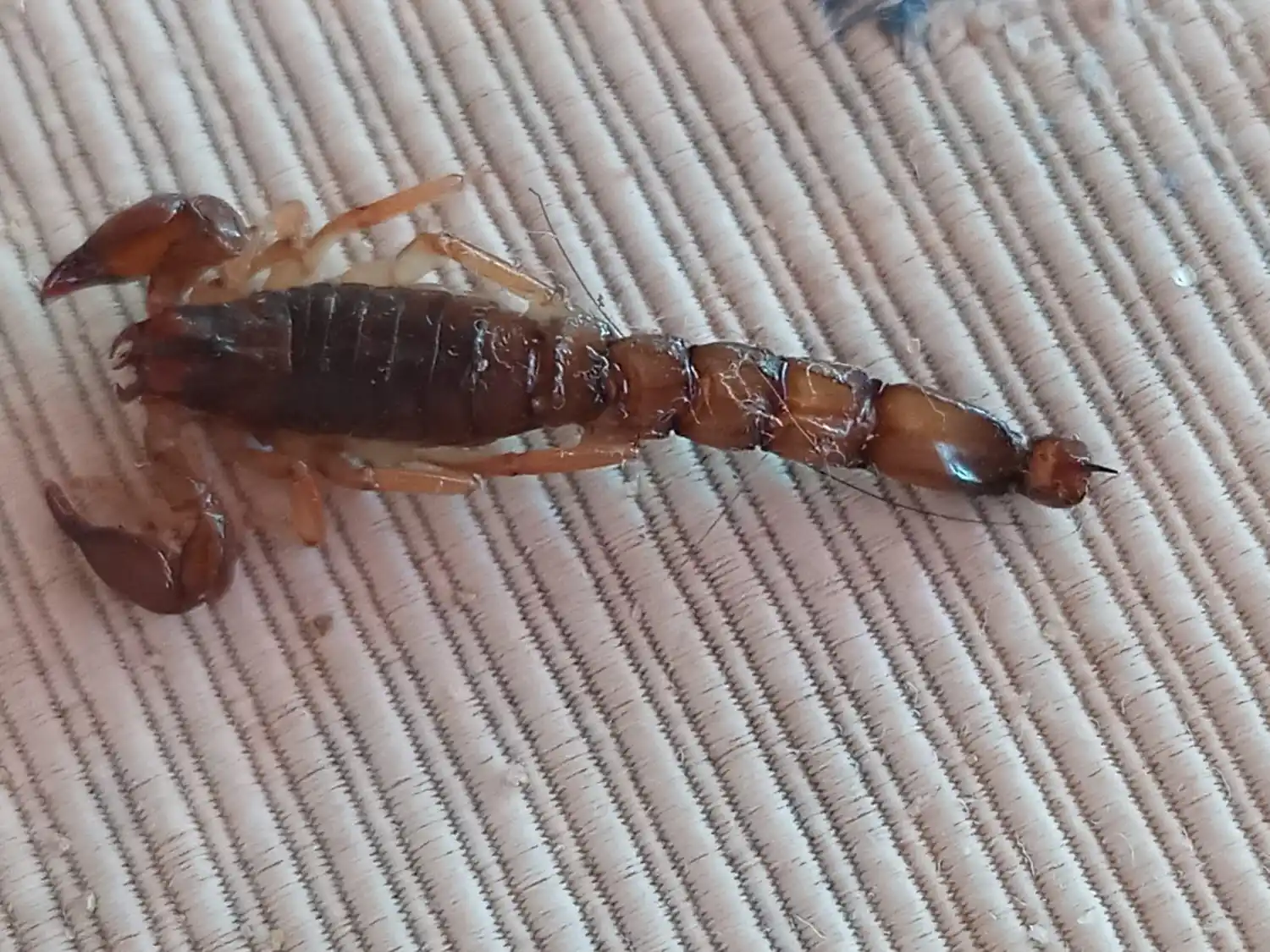 Encontraron alacrán en Villa Depietri y Bromatología lo identificó: “Es inofensivo”