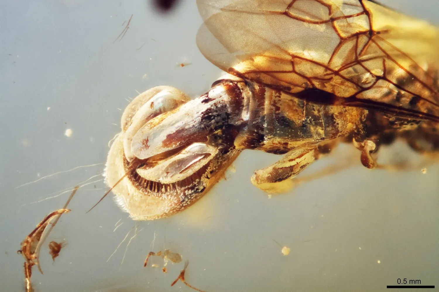 Descubren un antiguo insecto preservado en ámbar: AVISPA QUE CAPTURABA A SUS PRESAS