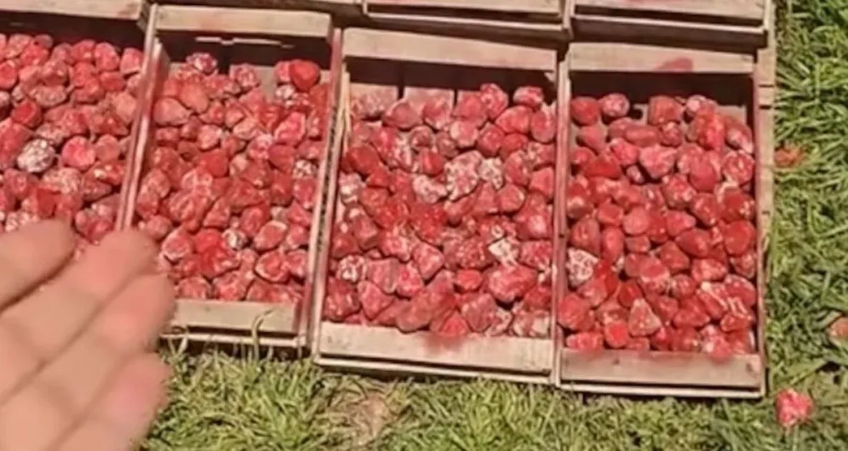 “Trucazo”: un puesto de venta de frutillas exhibe réplicas de piedra pintada para no exponer la fruta al sol