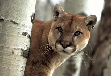 Piden precaución ante la presencia de un puma en la zona Diamante