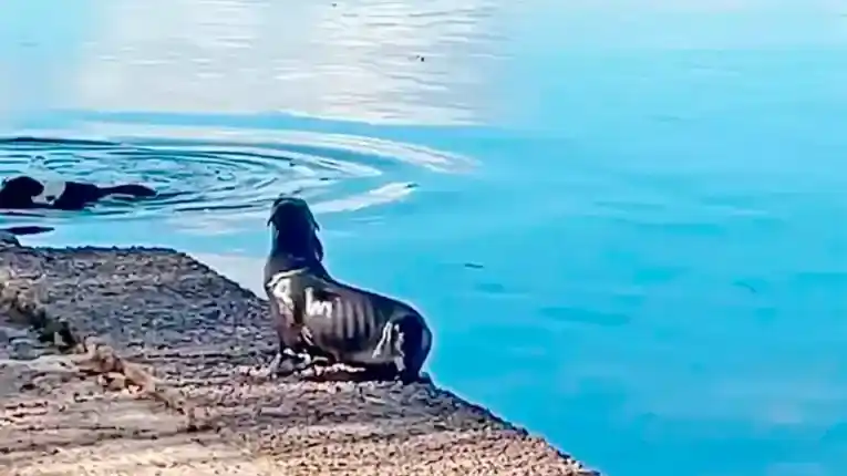 Un lobito de mar apareció en la costanera de Gualeguaychú y sorprendió a los vecinos