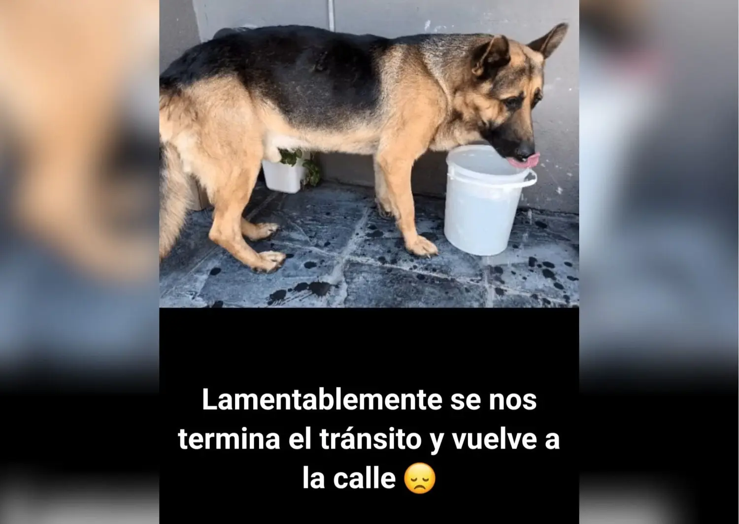 Perrito encontrado en Miguel Porta y Auli