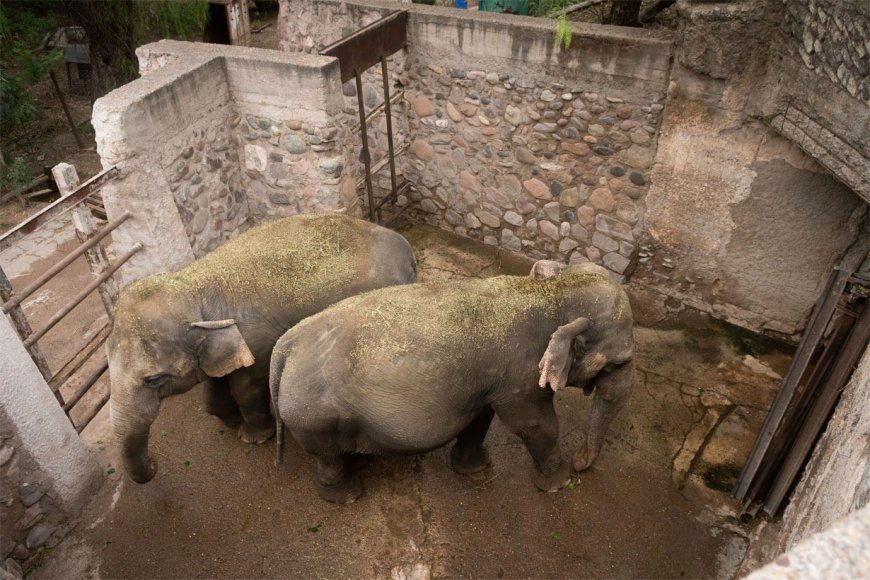 Piden que trasladen a cuatro elefantes a un santuario de Entre Ríos
