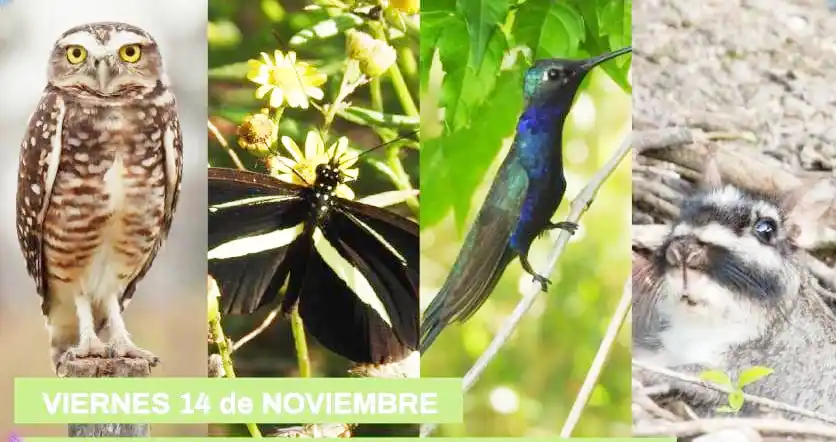 Apertura de la muestra “Voces Ancestrales: mitos, leyendas y creencias populares del litoral”