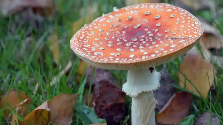 El hongo "milagroso" que con solo olerlo provoca orgasmos