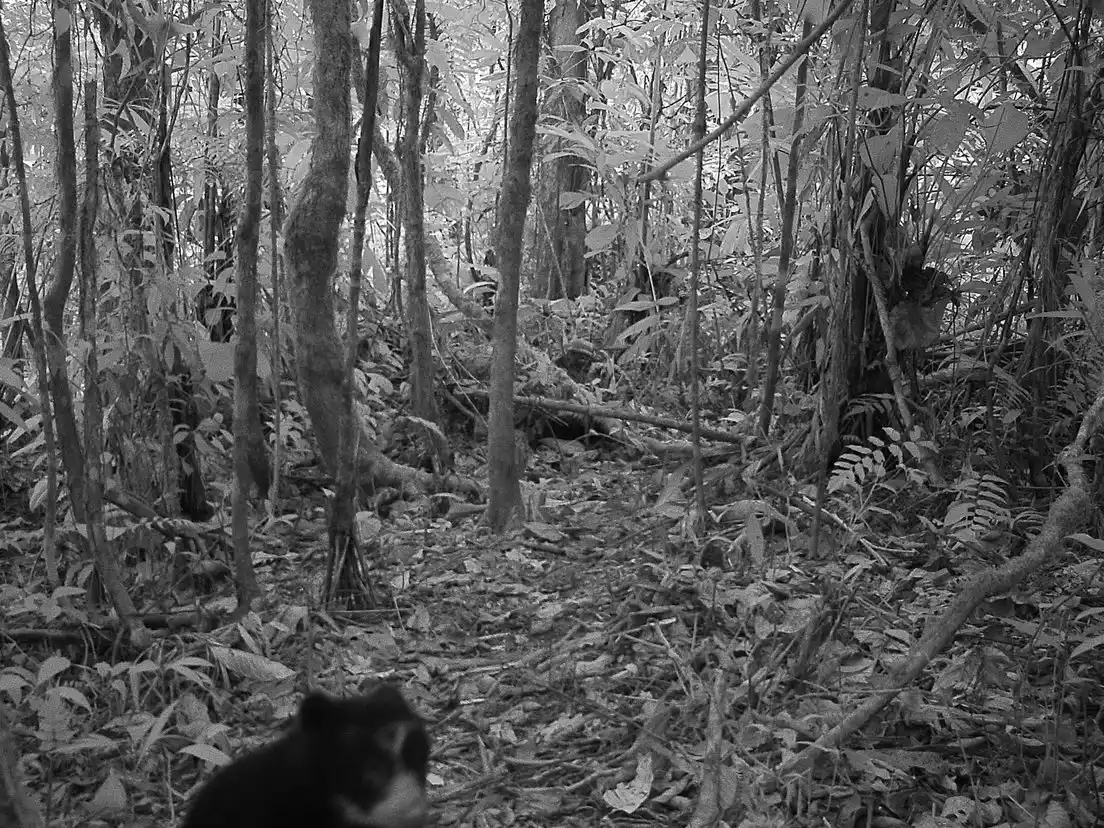 Investigadores encuentran cachorros de oso frontino en peligro de extinción en Venezuela