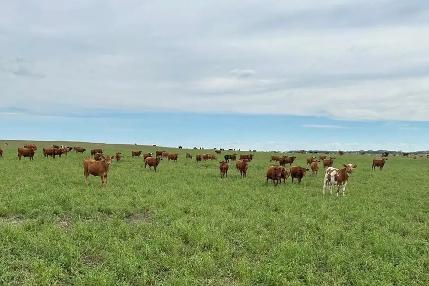 Campo