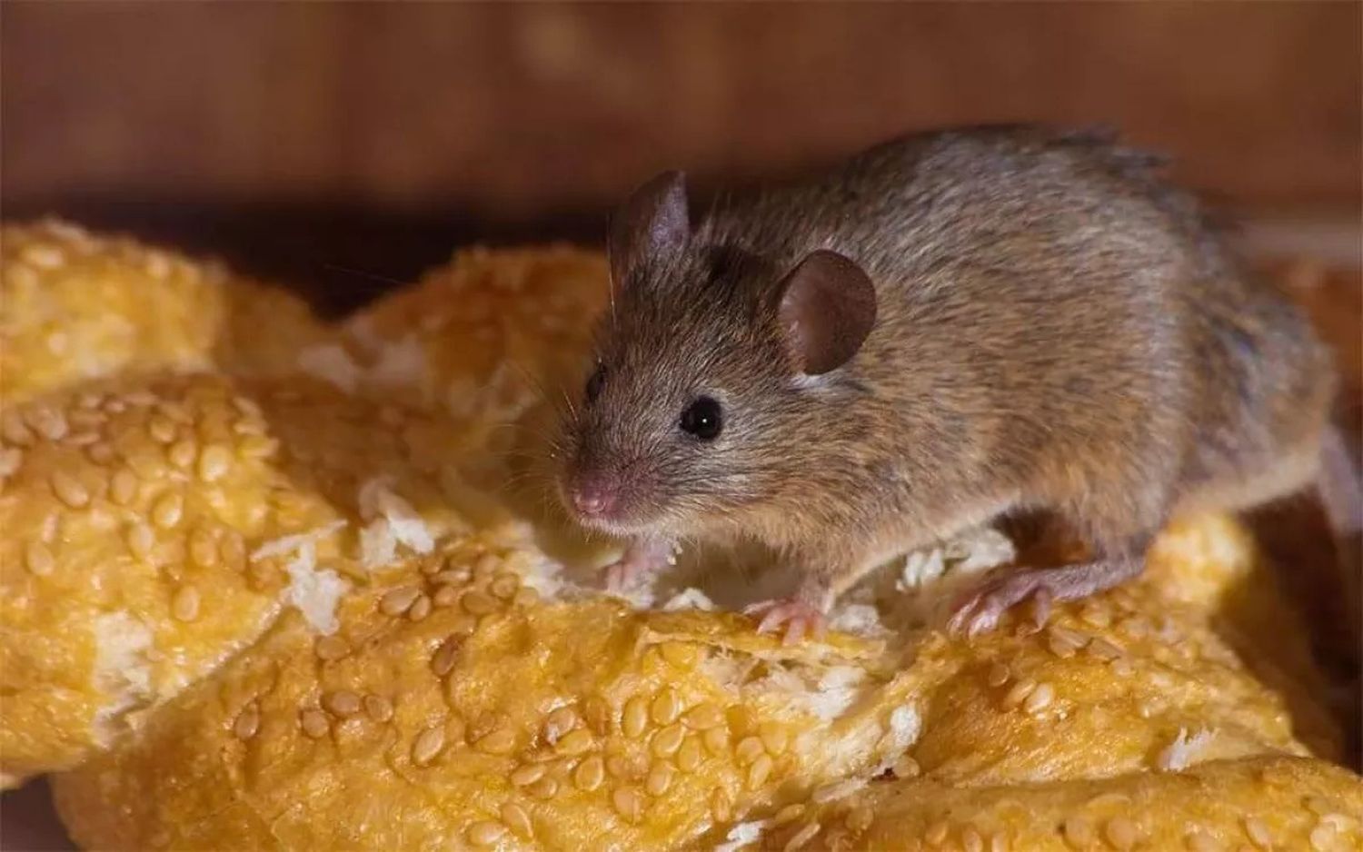 Las ratas son vectores de la leptospirosis