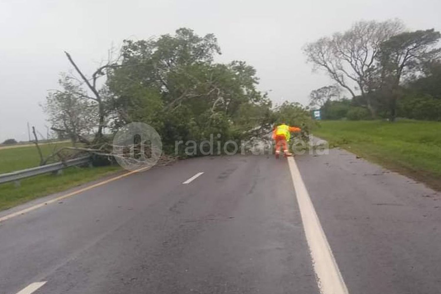 Tránsito obstruido en Ruta Nacional 19: el temporal dejó árboles caídos