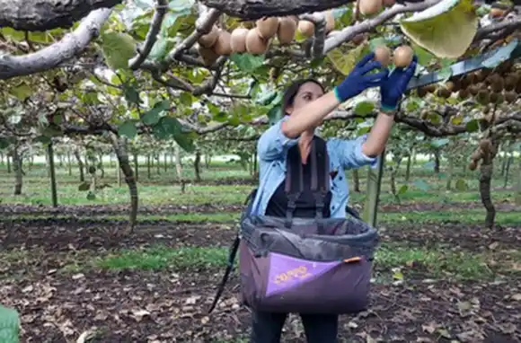 Planifican una campaña para aumentar el consumo de kiwi en Mar del Plata