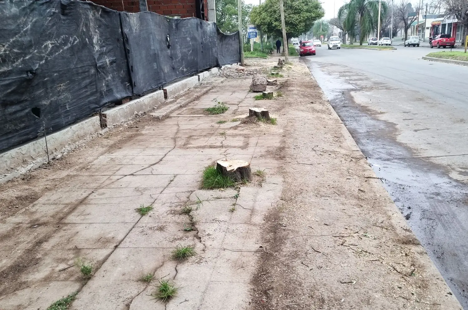 La multa por sacar un árbol sin permiso será hasta seis veces más cara
