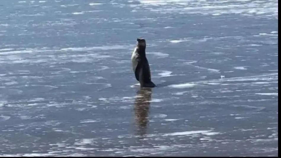 Aparición de un pingüino en Playa Bristol: "Es algo que ocurre todos los años para estas fechas"