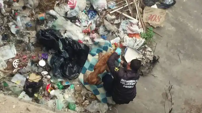 Brutalidad humana: colgaron a una perrita de un puente en Paraná
