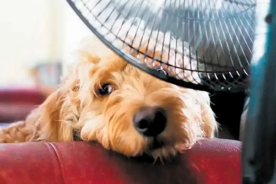 Altas temperaturas y mascotas: ¿Qué debemos tener en cuenta?
