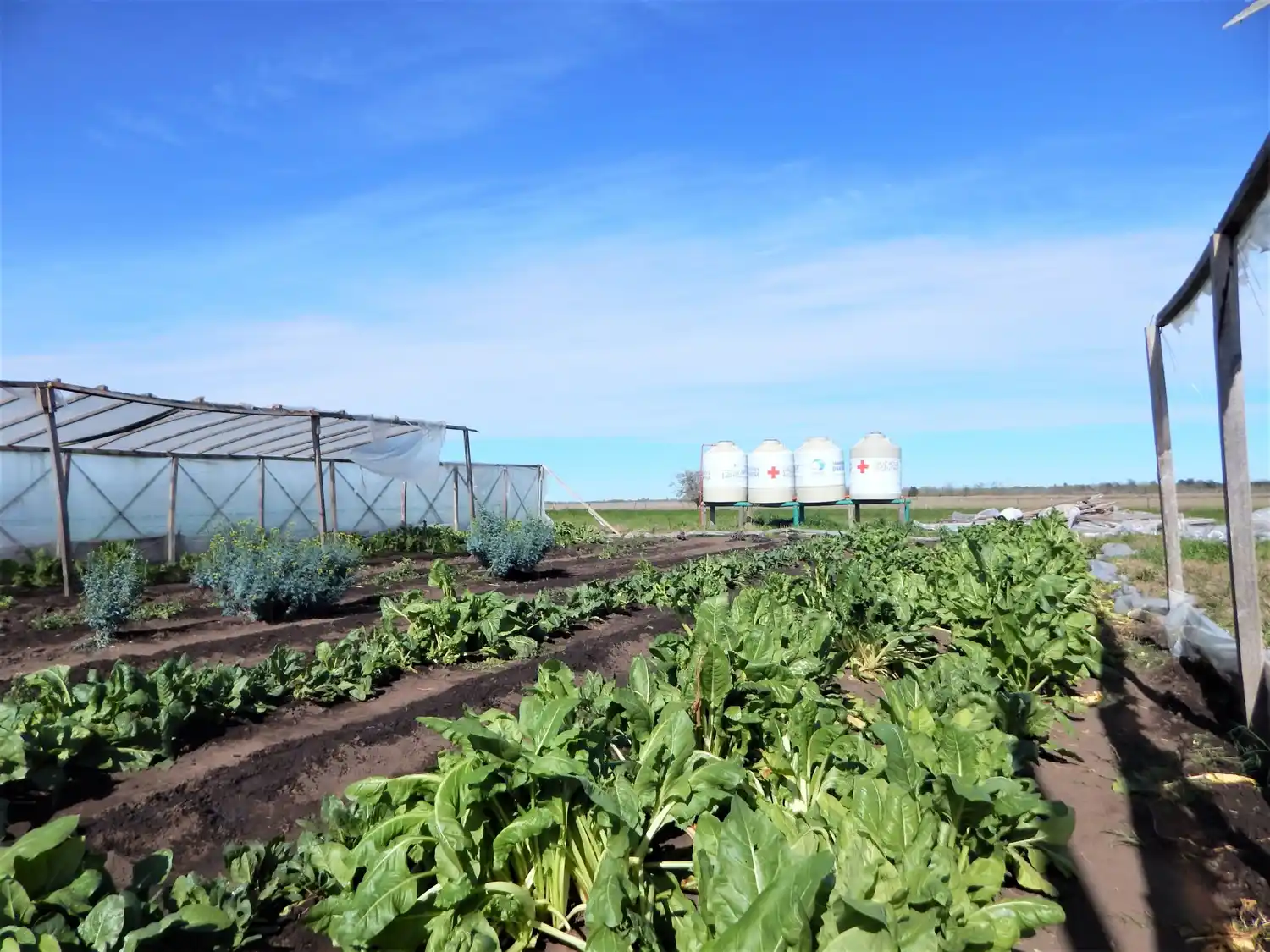 Por el fuerte temporal, se vio afectada la Huerta Agroecológica del Movimiento Evita de Chascomús
