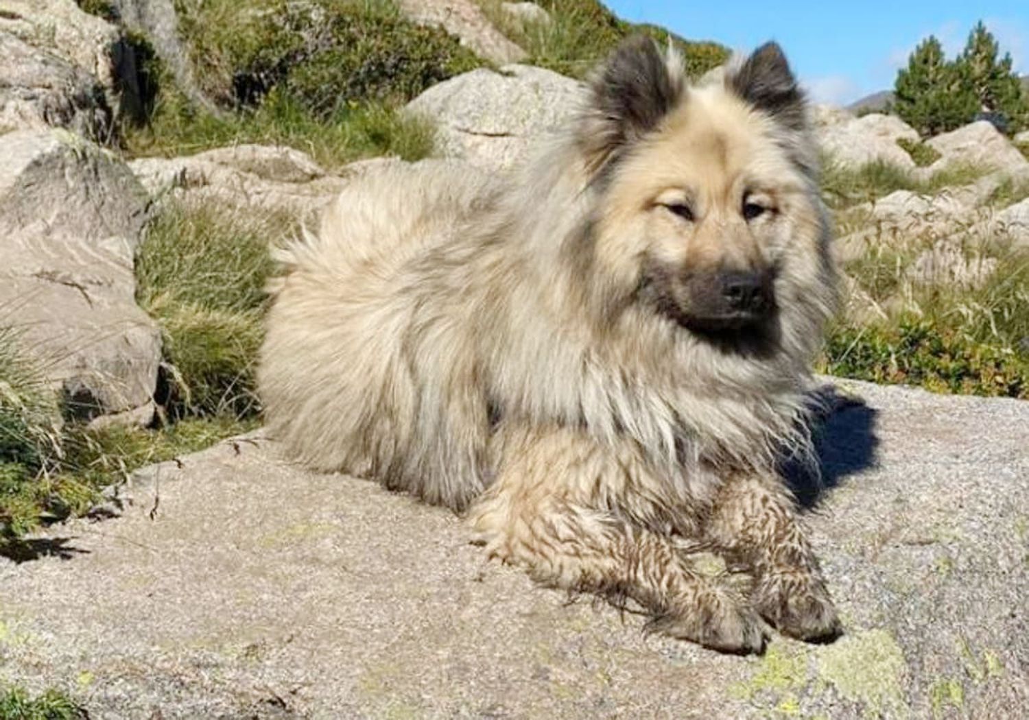 Una perra se reencuentra con su familia en Francia cuatro años después de haberse perdido en Andorra: «Es increíble»