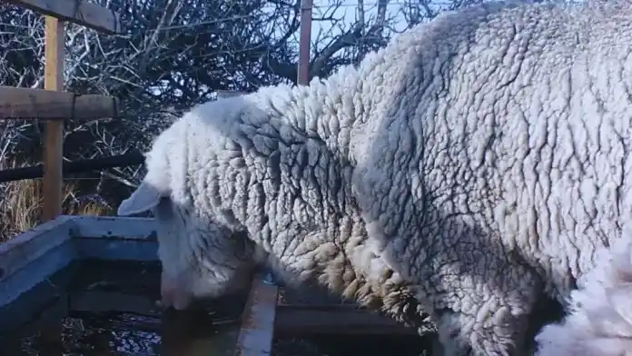 El INTA creó un bebedero que evita que se congele el agua