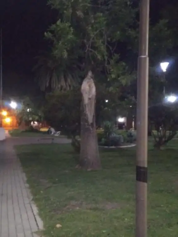 Apareció la Virgen María en un árbol y la gente le lleva velas