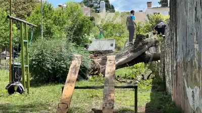 Un árbol de una plaza cayó sobre una casa y destruyó un tapial