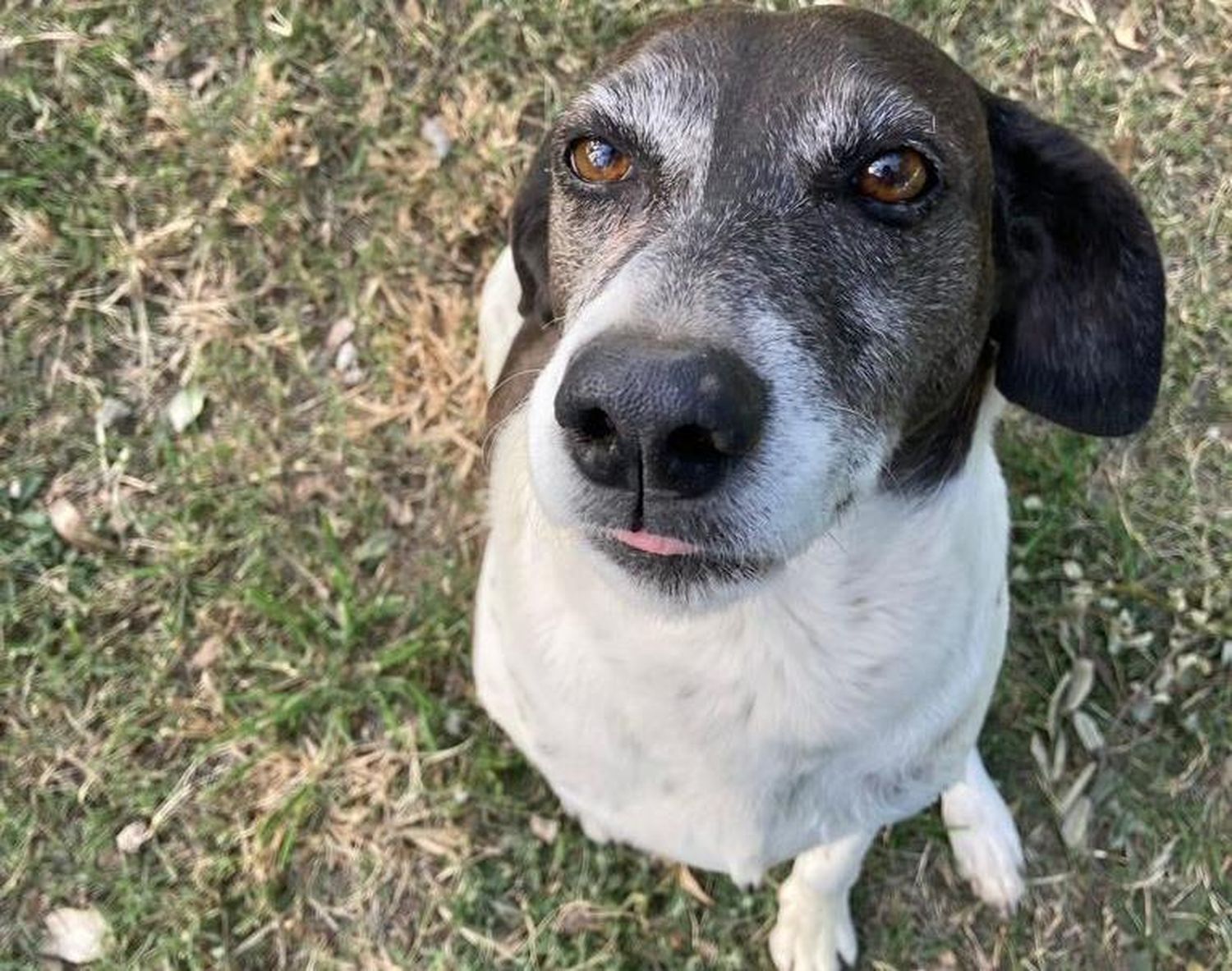 Realizan jornada de adopción de perros este domingo en la Vélez