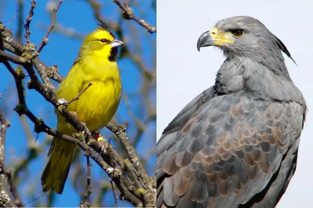 Santa Fe: declararon “Monumentos Naturales Provinciales ” al cardenal amarillo y águila coronada