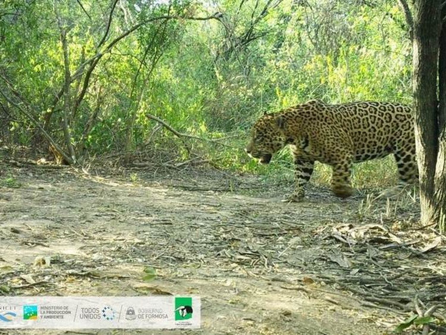 Se registró un nuevo ejemplar de yaguareté