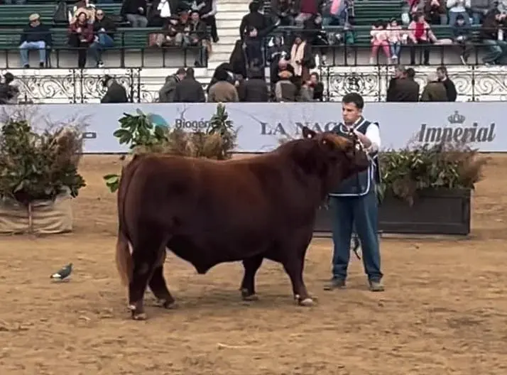 Orgullo chascomunense en Palermo: Cabaña “Don Sinforiano” subió al podio en la jura Angus de la Expo Rural 2026