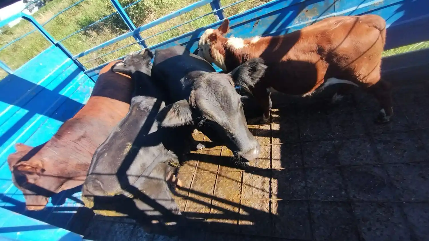 Secuestran aves silvestres y detectan traslado irregular de ganado en rutas santafesinas