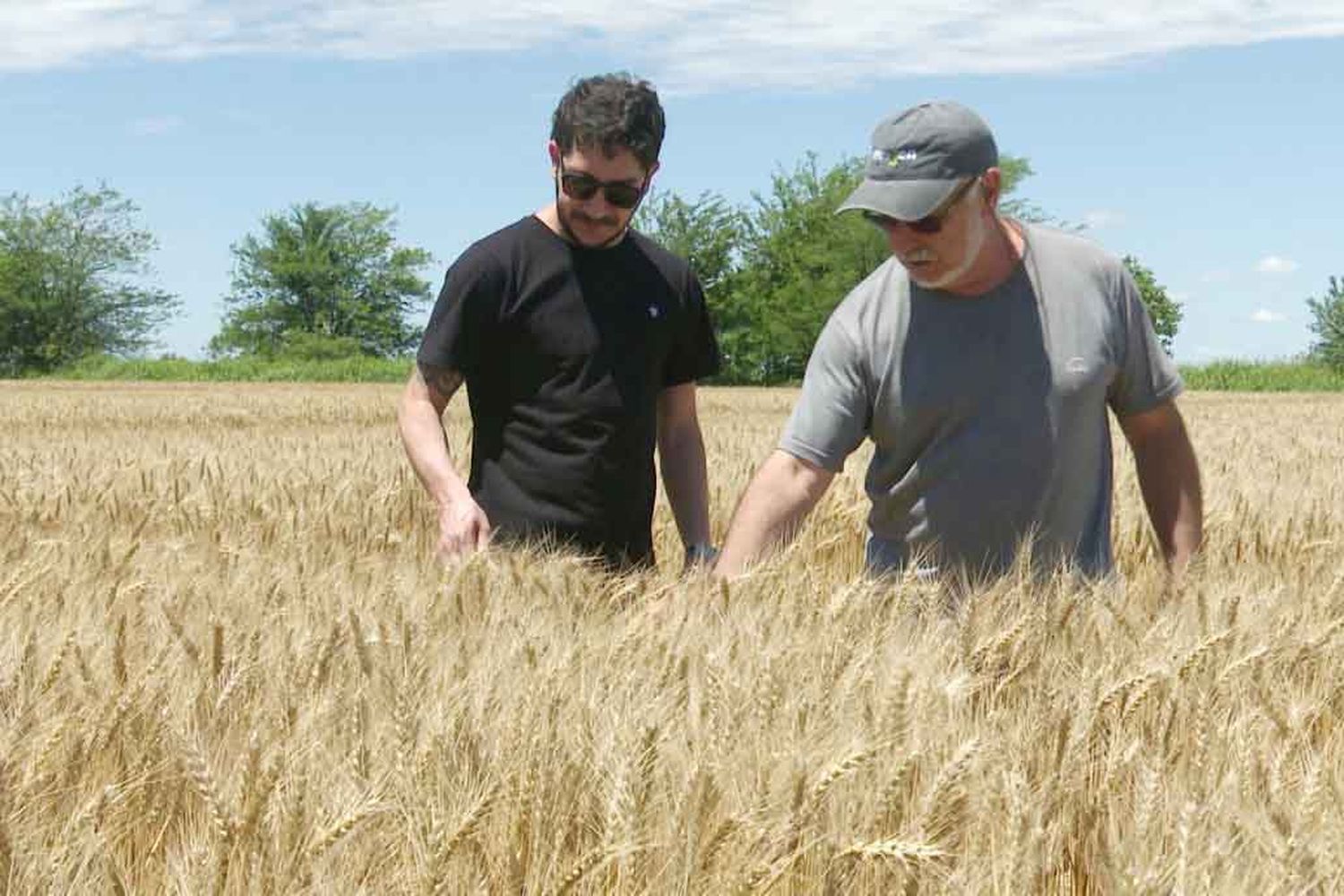 Pronostican que la trilla del trigo modelo 2025 crecerá casi el 11%