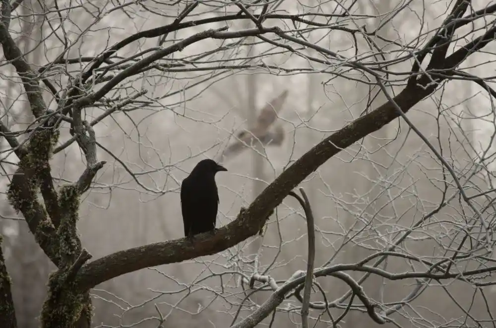 Nevermore