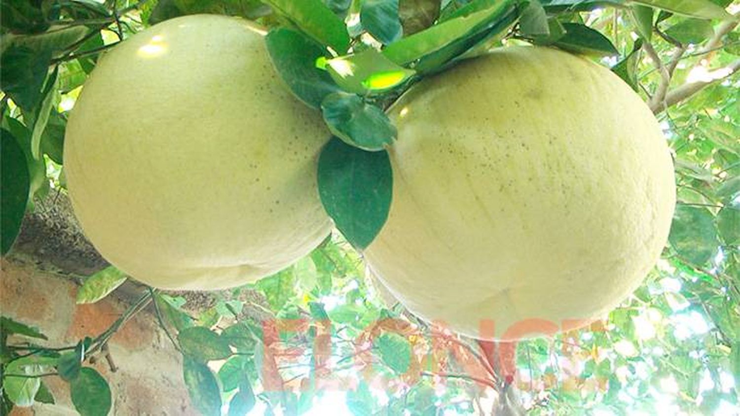 Una mujer cosechó pomelos gigantes, por segundo año consecutivo 