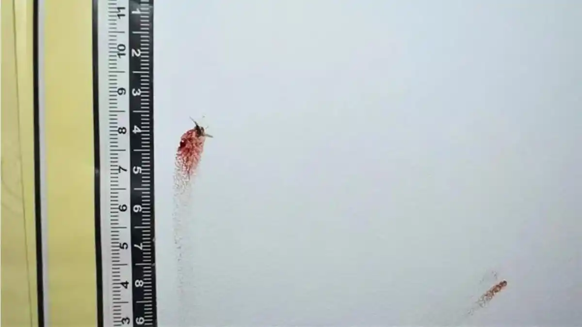 Pericia China: un mosquito muerto durante un robo ayudó a la policía a atrapar al ladrón