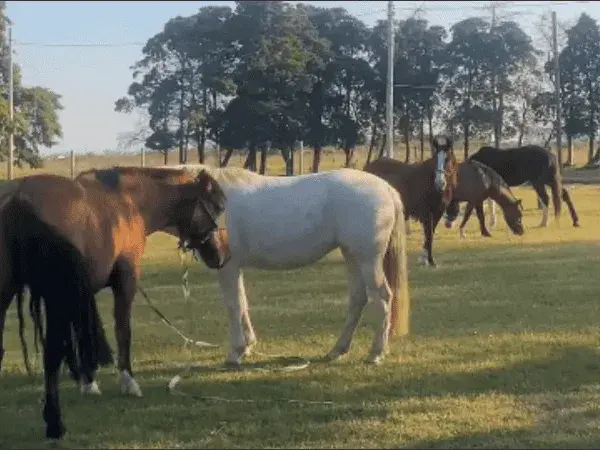 Recuperaron cinco caballos de equinoterapia que habían sido robados en Fisherton