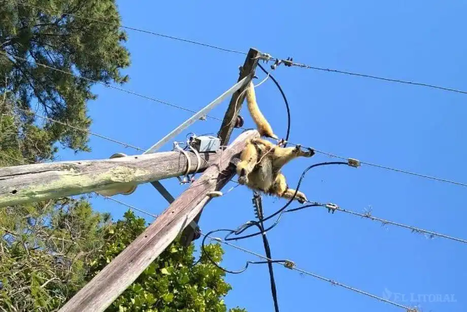 Preocupación por el hallazgo de monos electrocutados en Corrientes