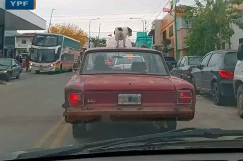 Paco, viaja en el techo