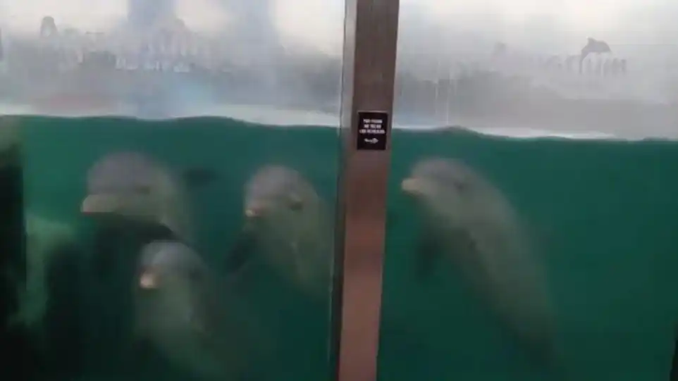 Actualmente, en las instalaciones permanecen más de 60 ejemplares.