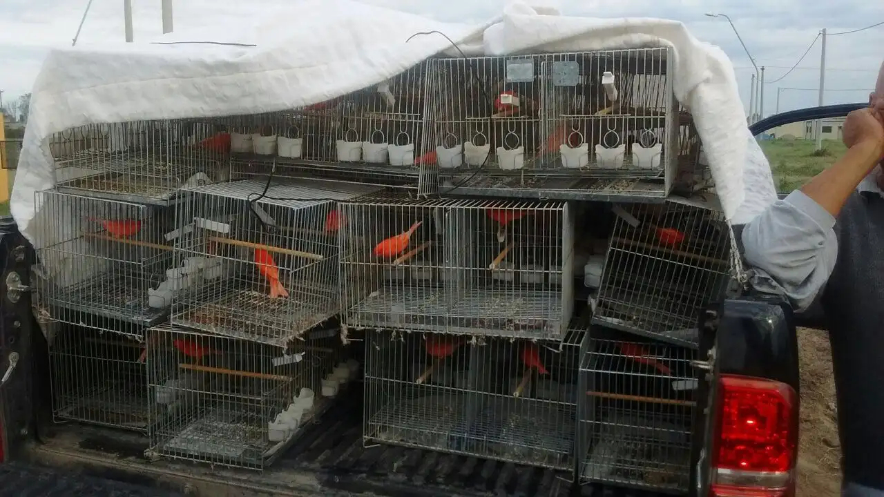 Santo Tomé: un hombre transportaba cien aves para competir
