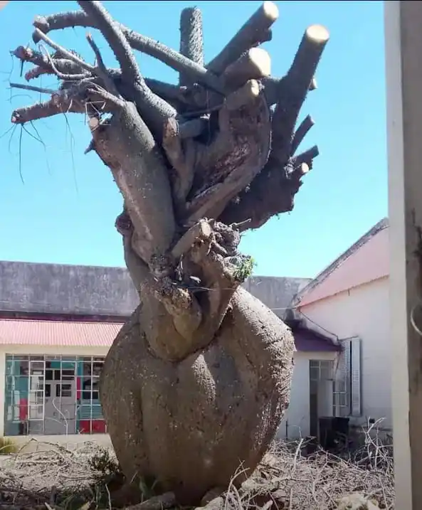 Un árbol añoso ocasionó severos problemas al hospital Salaberry