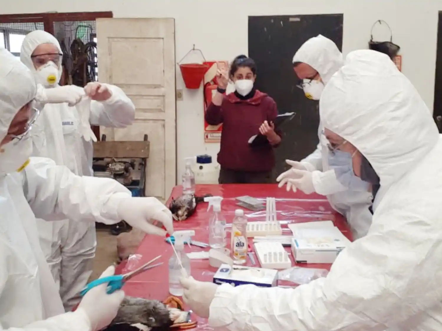 Entre Ríos refuerza la detección temprana de Influenza Aviar en aves silvestres y de corral