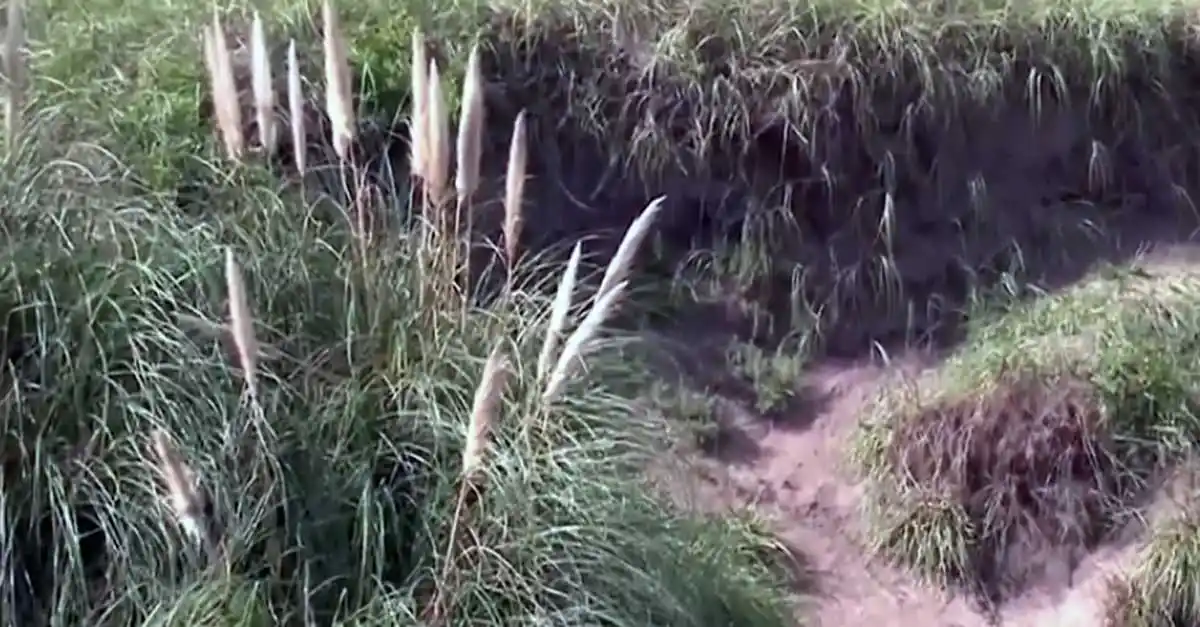 La autopsia reveló que el bebé hallado en ruta 11 no tenía los órganos