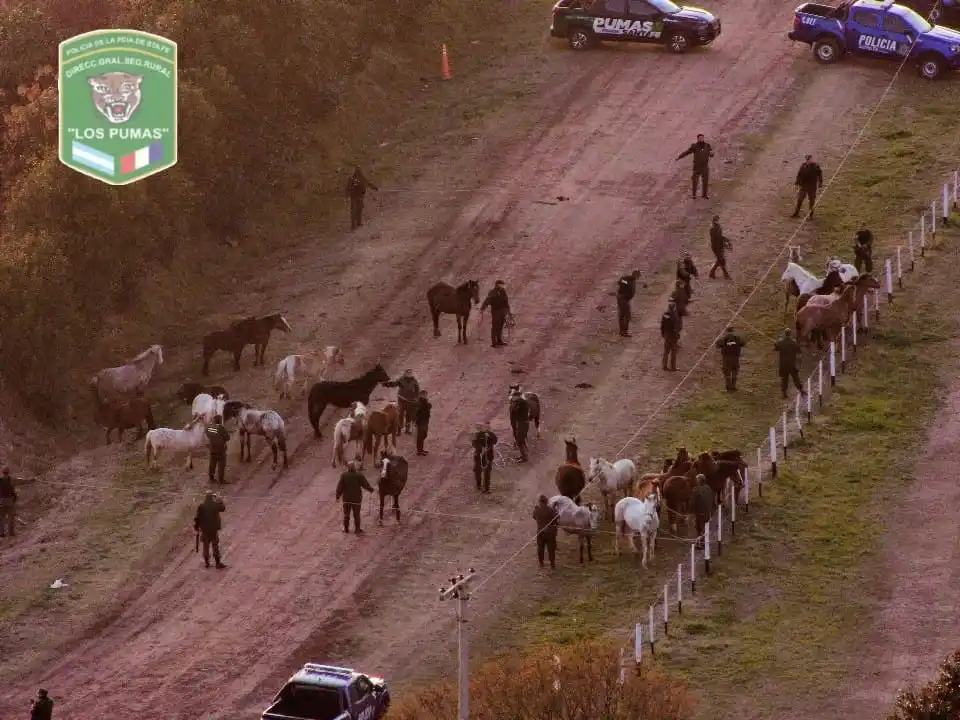 “Los Pumas” hallaron 31 caballos sueltos en zonas urbanas e interurbanas de la región