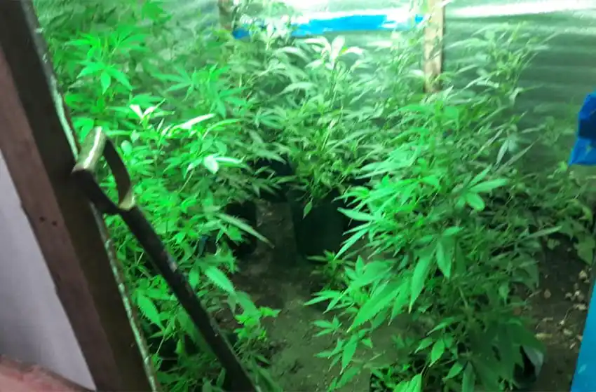 La denunciaron por robar un celular y en su casa tenía 11 plantas de marihuana