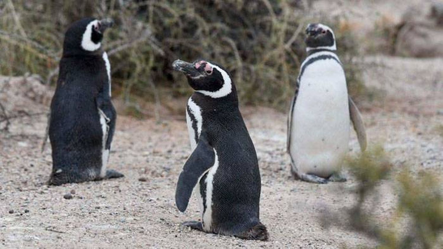 La Argentina protege al 80%  de la población mundial de los  pingüinos de Magallanes