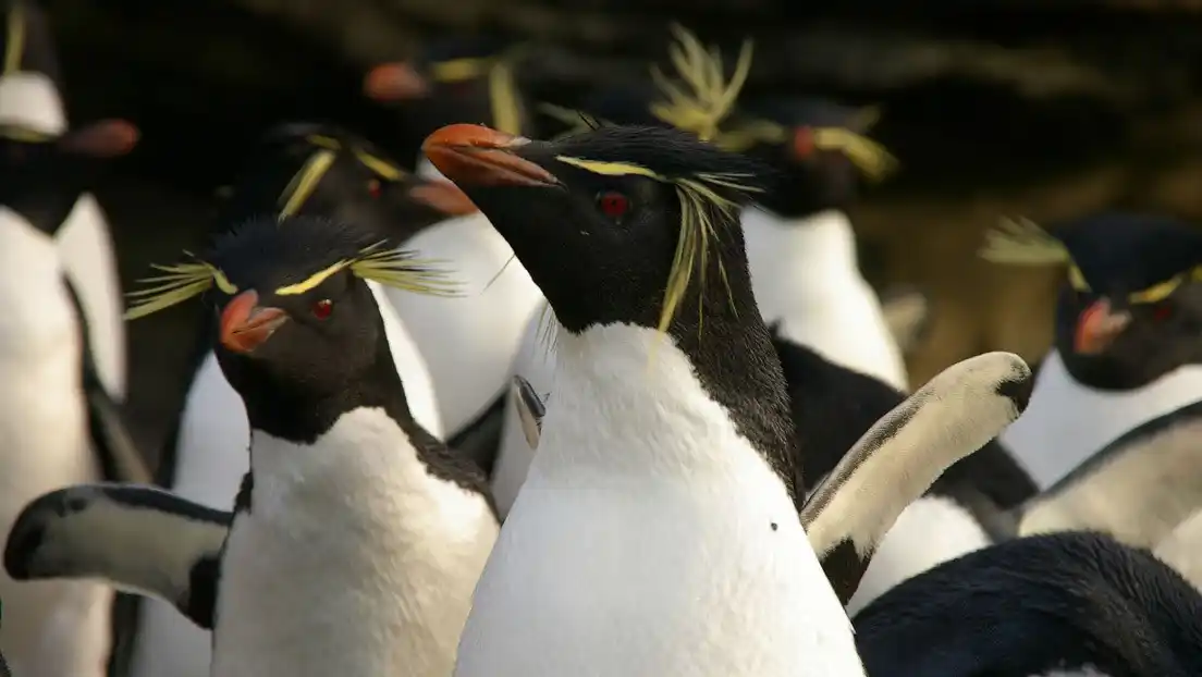 Pingüinos saltarines se detienen ‘a charlar’ y uno distraído se va con el grupo equivocado